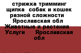 стрижка,тримминг(щипка) собак и кошек разной сложности - Ярославская обл. Животные и растения » Услуги   . Ярославская обл.